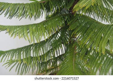 Norfolk Island Pine Trees Are Commonly Used As Those Cute Little Houseplant Christmas Trees