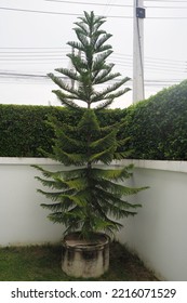 Norfolk Island Pine Trees Are Commonly Used As Those Cute Little Houseplant Christmas Trees