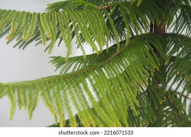 Norfolk Island Pine Trees Are Commonly Used As Those Cute Little Houseplant Christmas Trees