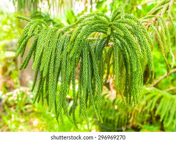 Norfolk Island Pine Tree Images Stock Photos Vectors Shutterstock