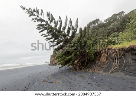 A Norfolk pine tree (araucaria heterophylla) succumbs to coastal erosion at Awakino Beach, Waikato Region, New Zealand.