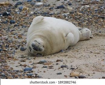 Norfolk Seal Rolled On Back On Beach