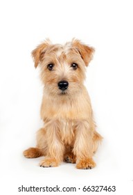 Norfolk Terrier Dog