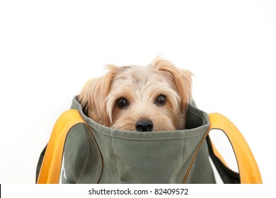 Norfolk Terrier Dog In The Bag, Isolated On White Background