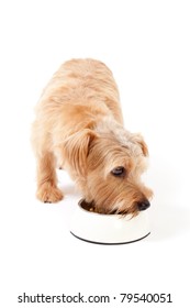 Norfolk Terrier Dog Eating Food