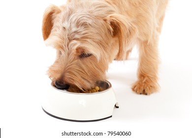 Norfolk Terrier Dog Eating Food