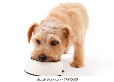 Norfolk Terrier Dog Eating Food