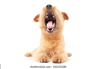 Norfolk Terrier Dog Giving A Big Yawn, Isolated On White Background