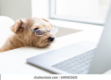 Norfolk Terrier Dog With Glasses Looking At Laptop Computer