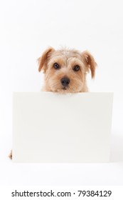 Norfolk Terrier Dog Holding Message Board, Isolated On White Background