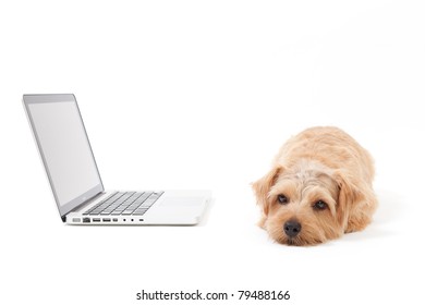 Norfolk Terrier Dog And Laptop Computer, Isolated On White Background