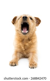 Norfolk terrier dog opening mouth isolated on white background - Shutterstock ID 268842470