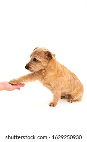 Norfolk Terrier Dog Shaking Hand Isolated On White Background