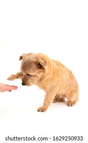 Norfolk Terrier Dog Shaking Hand Isolated On White Background