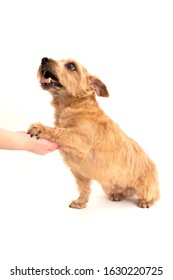 Norfolk Terrier Dog Shaking Hand Isolated On White Background