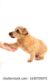 Norfolk Terrier Dog Shaking Hand Isolated On White Background