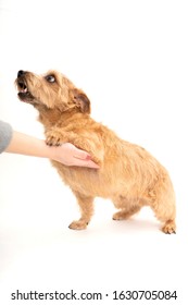 Norfolk Terrier Dog Shaking Hand Isolated On White Background