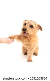 Norfolk Terrier Dog Shaking Hand Isolated On White Background