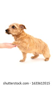 Norfolk Terrier Dog Shaking Hand Isolated On White Background