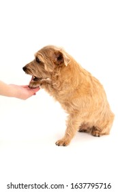 Norfolk Terrier Dog Shaking Hand Isolated On White Background