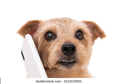 Norfolk Terrier Dog Talking On Smart Phone Isolated On White Background