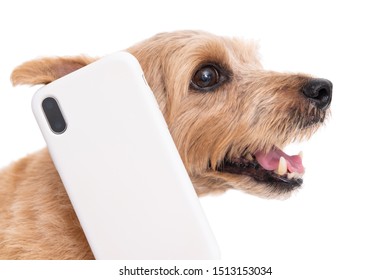 Norfolk Terrier Dog Talking On Smart Phone Isolated On White Background