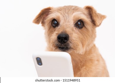 Norfolk Terrier Dog Using Smart Phone Isolated On White Background