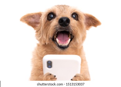 Norfolk Terrier Dog Using Smart Phone Isolated On White Background