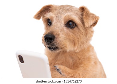 Norfolk Terrier Dog Using Smart Phone Isolated On White Background