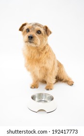 Norfolk Terrier Dog Waiting For Food 