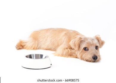 Norfolk Terrier Dog Waiting For Food