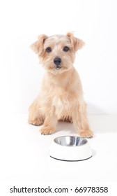 Norfolk Terrier Dog Waiting For Food