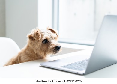 Norfolk Terrier Dog Watching Laptop Computer