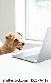 Norfolk Terrier Dog Watching Laptop Computer