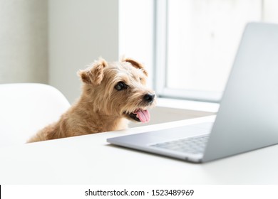 Norfolk Terrier Dog Watching Laptop Computer