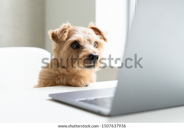 Norfolk Terrier dog\
watching Laptop\
computer