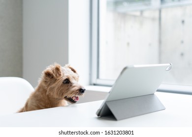 Norfolk Terrier Dog Watching Tablet Computer