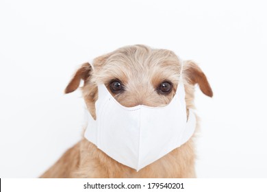 norfolk-terrier-dog-wearing-medical-260nw-179540201.jpg