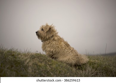 Norfolk Terrier In Gloucestershire. Dog In The Cotswolds. UK