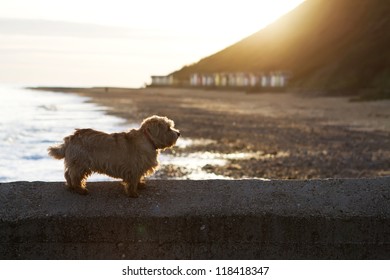 Norfolk Terrier On The Beach