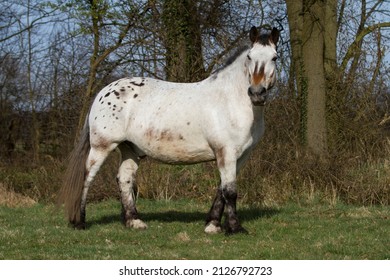 Noriker Drafthorse Gelding Henry Nero