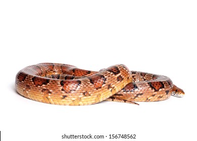 181 Scaleless corn snake Images, Stock Photos & Vectors | Shutterstock