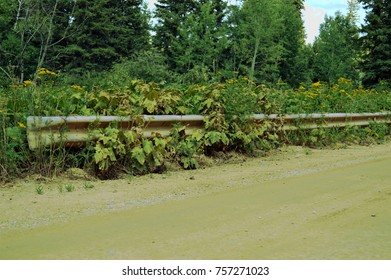 Normally Guard Rails Are Nothing To Look At. However, Here You Will See That Wild Flowers Have Made This Once Very Plain Object A Visual Master Piece.  