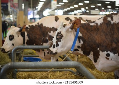 Norman Breed Cow At The Agricultural Show In Paris