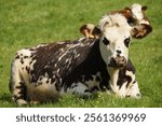 Norman cow lying in a meadow in Normandy France