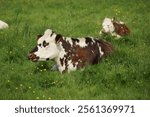 Norman cow lying in a meadow in Normandy France