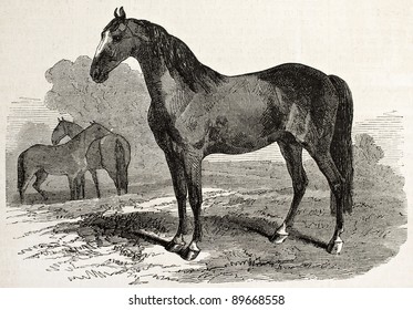 4,962 Vintage horse paintings Images, Stock Photos & Vectors | Shutterstock