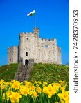Norman keep and daffodils, cardiff castle, cardiff, wales, united kingdom, europe