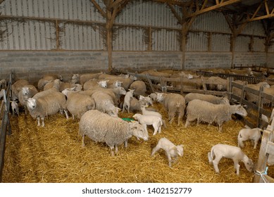 Normandie, France, April 2007.
Herd of ewe and lamb herded into pens - Shutterstock ID 1402152779