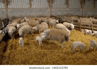 Normandie, France, April 2007.
Herd of ewe and lamb herded into pens - Shutterstock ID 1402152785